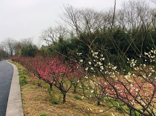 杭州西溪湿地梅花盛开迎新春_杭州西溪湿地梅花节