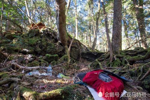 日本自杀森林_青木原树海